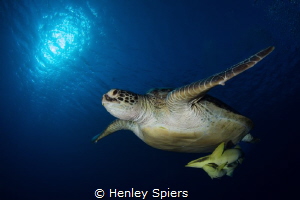Turtle & Passengers by Henley Spiers 